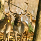 Kráľ prišiel popriať dobrú chuť ...