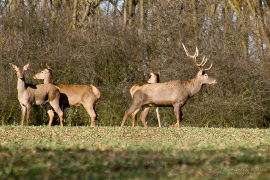 Kráľ čriedy... (alebo zima na juhu .. )
