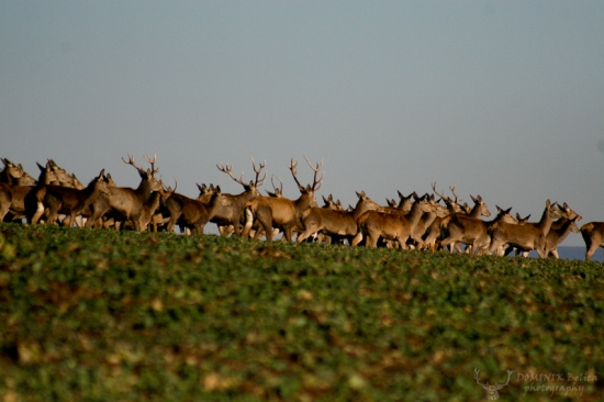 Sťahovanie národov....