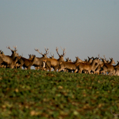 Sťahovanie národov....