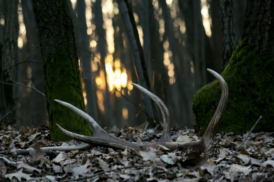 V záplave posledných lúčov...