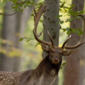 Nadišiel čas Daniela