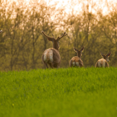 Kráčanie za svetlom...