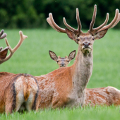 Chcem ho stretnúť počas ruje!