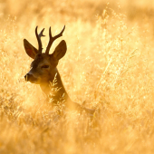Nadišiel ich čas....