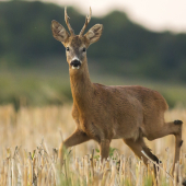Obhliadnutie za rujou 2017