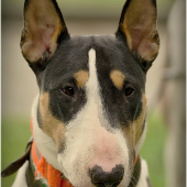 Přísný pohled bulteriéra