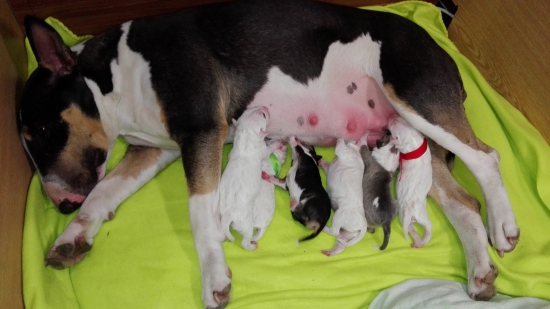 Náš první vrh anglických bulinů