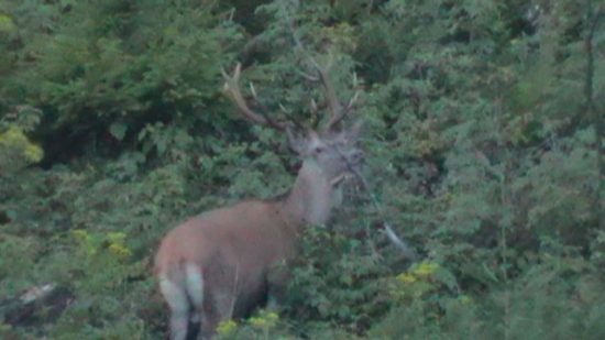 Škoda že bolo  ešte šero...