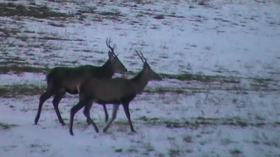 Prechádzka zo štedrého dňa