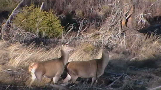 Jeleničky na rúbanisku