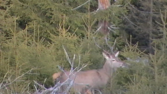 Mlady jeleň v mladine