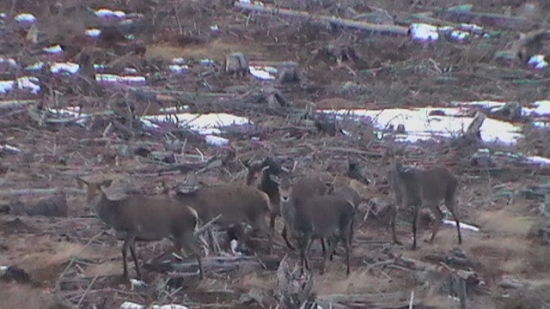 Jelenice na rúbanisku