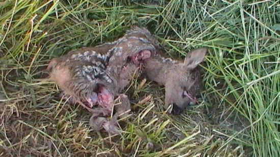 Dnešný smutný nález :-(