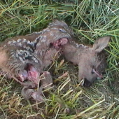 Dnešný smutný nález :-(