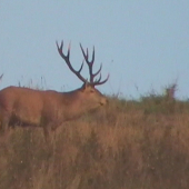 Koľko može mať rokov?