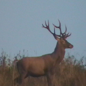 Prosím Vás chcel by som ešte poradiť koľko má ten jeleň rokov?
