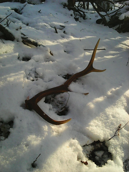 Dnešný osmoráčik