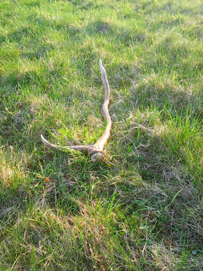 Včerajší šabliar