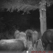 Diviaky na jablkách