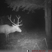 Štrnásťtorák na jablkách