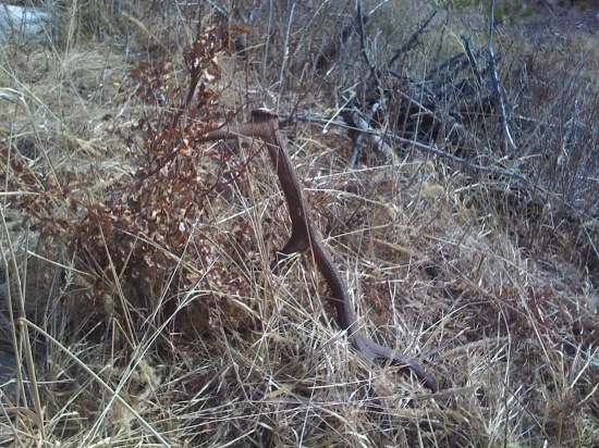 Na rúbanisku pod zvažnicou