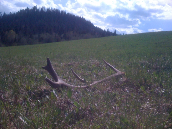 Horský desaťtorák