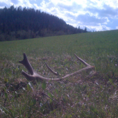 Horský desaťtorák