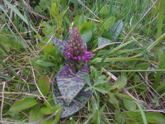 Aká je to rastlina?