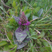 Aká je to rastlina?