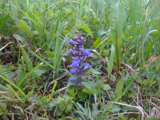 Poprosím ešte názov tejto rastliny...ďakujem