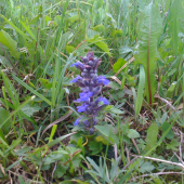 Poprosím ešte názov tejto rastliny...ďakujem