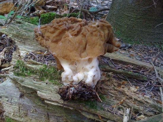 Prosím vás čo je to za huba?