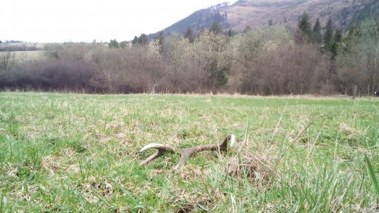 Prechádzka na kvetnú nedeľu