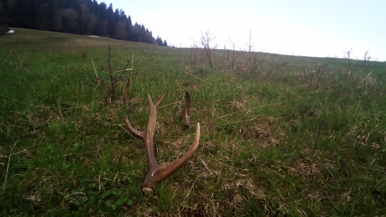 Dnešná ranná prechádzka