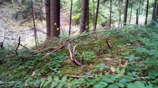 V nedeľu na hubách