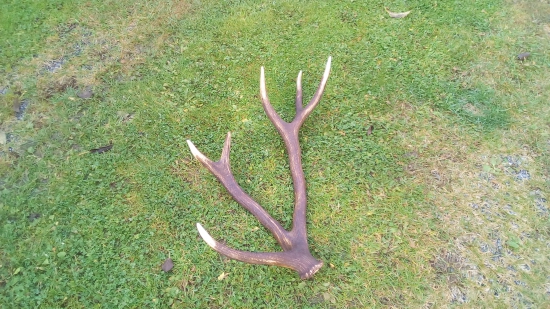 V nedeľu na húbach