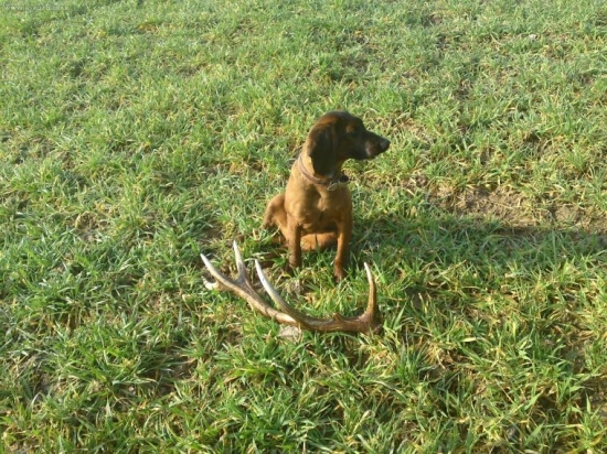 Artex z dnešným 12 torákom