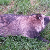 psík medvedíkovity