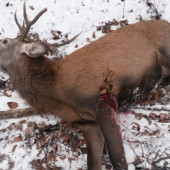 nadočnicoví osemtorák