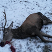 nepravidelný osemtorák