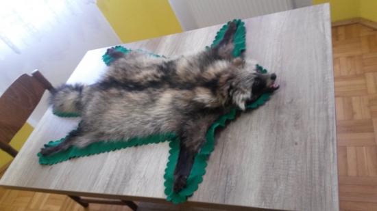 psík medvedíkovity je hotový.