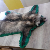 psík medvedíkovity je hotový.