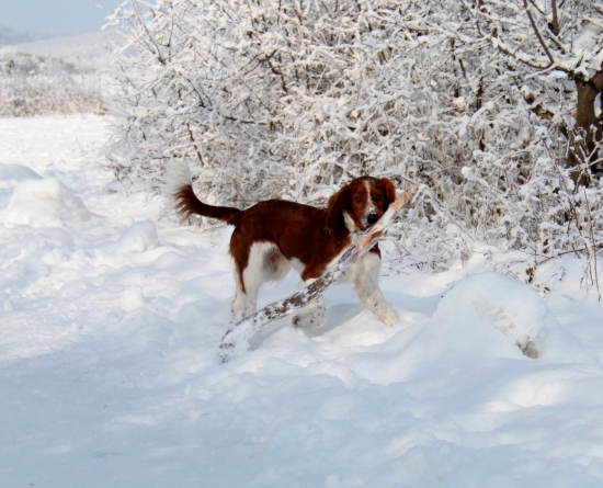 Forrest Gump Minebea