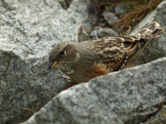 Prunella collaris