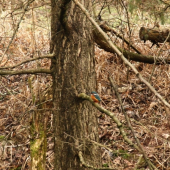 Môj prvý rybárik riečny