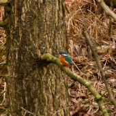 rybárik riečny (ešte jedna foto)