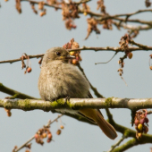 Sedím na konári a je mi dobre