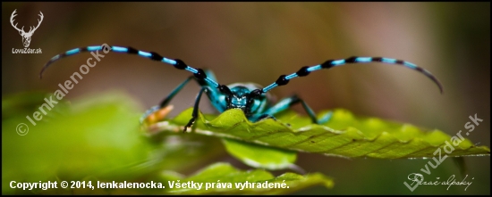 Fúzač alpský