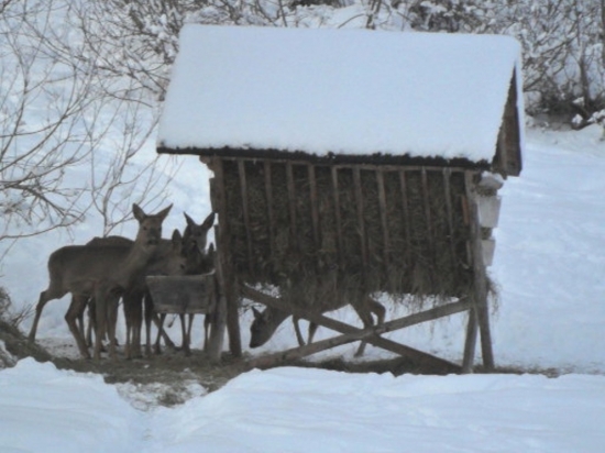 prikrmovanie